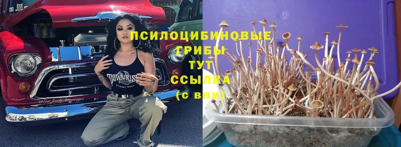 Галлюциногенные грибы Psilocybe  Каменск-Уральский 